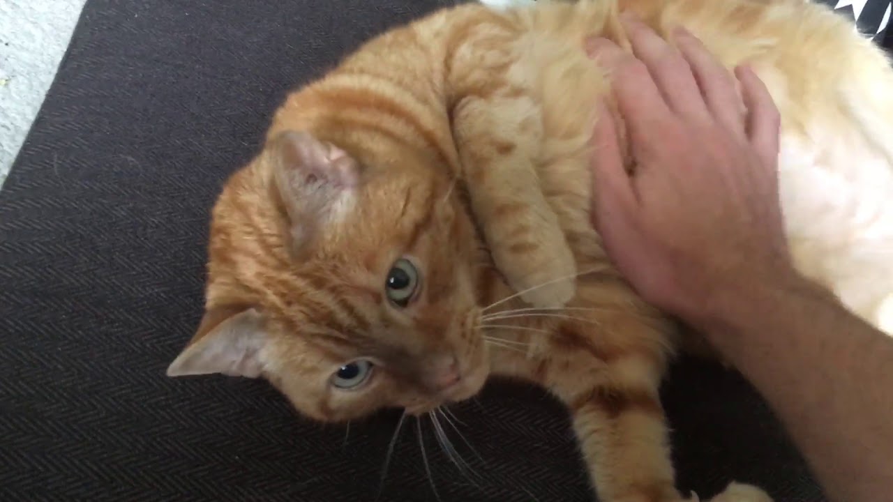 Belly Youtube Belly Youtube