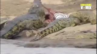 Animals Took Revenge On Humans | Wild Animal Fights Caught On Camera