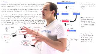 Lambda Phages as Vectors
