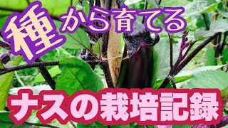 種から育てる！ナスの栽培（早生真黒茄子）種まきから収穫まで252日間の栽培記録