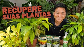 4 dicas para recuperar suas plantas - Como recuperar minhas plantas?