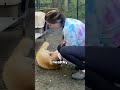 A woman saves a wounded fox ❤️