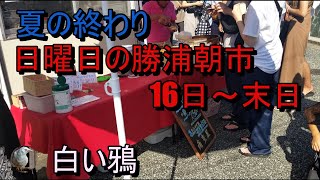 日曜日の勝浦朝市