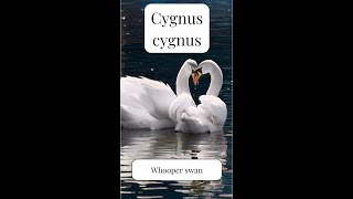 Cygnus Cygnus - A Deep Grief