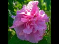 Plant Review: Confederate Rose [Hibiscus mutabilis]