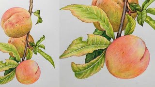 Peaches Drawing in Color Pencils | Fruit Drawing | Color Pencil Drawing