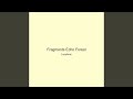 Fragments Echo Forest
