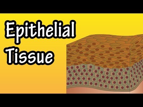 What are the types of epithelial tissue?