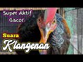 Suara Gacor Masteran Harian Ayam Hutan Hijau