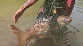 Amazing !!!! Fishing Big Rohu Fish Catching | Fishing With Suresh !! river cast net Videos Sri lanka