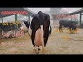 friesian crossword for sale Okara Animal TV 03004576252/10/11/2024/لوکیشن عارف والا منڈی