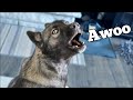 The Husky Puppy Learned to HOWL | Howling Huskies!