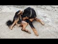 Tibetan mastiff after mating #shorts  #tibetanmastiff  #dogmating  #aftermating #bigdog