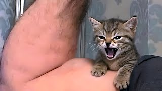 cats causing chaos