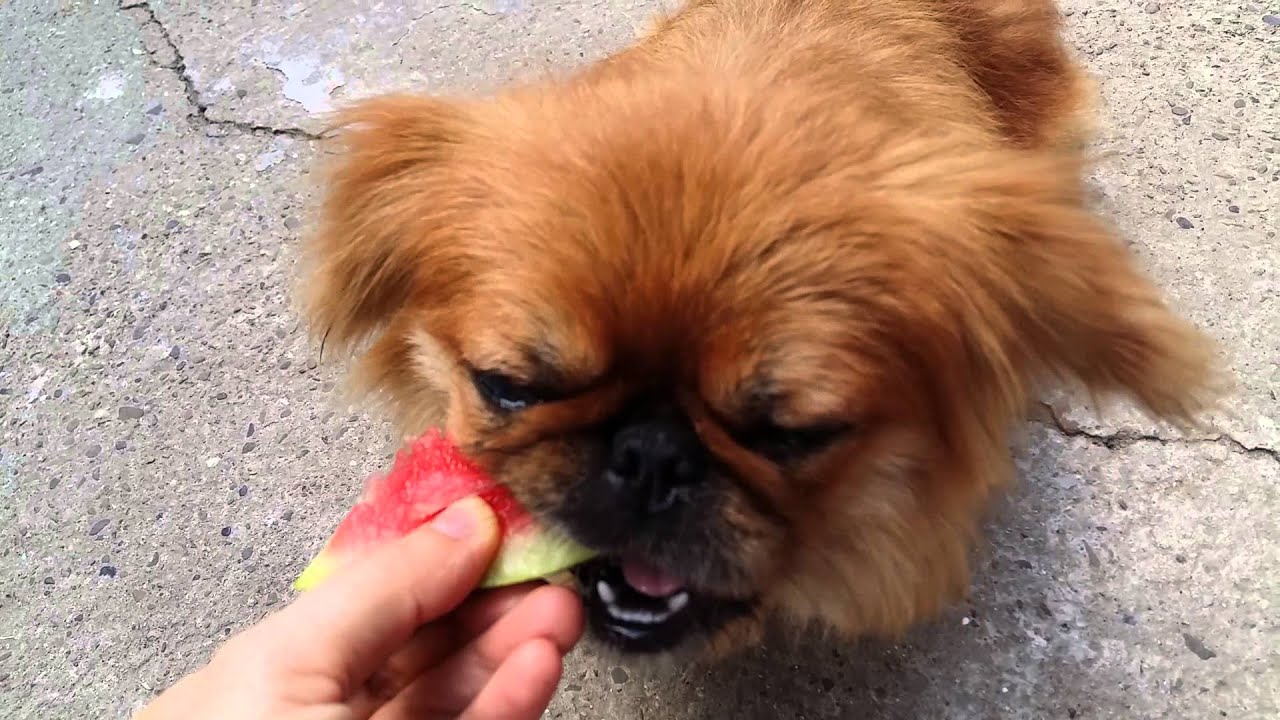 Funny Dog Eating Watermelon Youtube