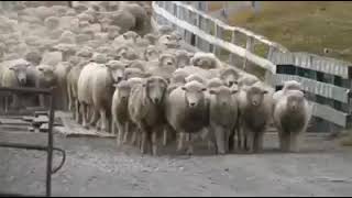 Eran cien ovejas LOS NAZAREOS