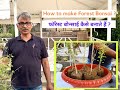 How to make Forest (Group) Bonsai - Using Divi Divi Plant | फॉरेस्ट बोन्साई कैसे बनाते हैं ?