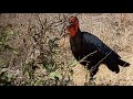 Sighting | Southern Ground Hornbill | Kruger National Park | South Africa