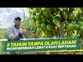 CARA MELEBATKAN BUAH TANAMAN TOMAT ‼ BUDIDAYA TOMAT MUSIM HUJAN ‼