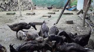 Model Muscovy Duck Farm - How Farmer Earning Millions of $ From This Amazing Model "part 148"
