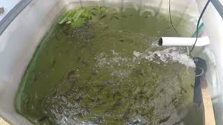 IBC Tank Tilapia  Farming | Mixed Feeding Tilapia !