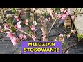 Miedzian Stosowanie - Jak i Kiedy stosować Miedzian? Czy jest skuteczny na drzewa owocowe, warzywa.