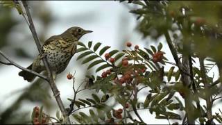 Kελαηδημα Tσιχλας 4 /song turdus philomelos 4