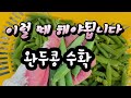 완두콩 수확 시기 #완두콩수확 #완두콩수확하는방법 #완두콩키우기