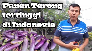 Panen terong hasil sambung pucuk dengan pohon besar|| Part II