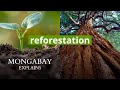 What is reforestation? | Mongabay Explains