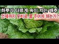 하루가 다르게 속이 차는 배추. 언제까지 엽면시비, 웃비료, 물, 주어야 하는가?(배추 재배, 배추 결구 시기 할 일, 배추 추비 주기, 배추 병충해 방제, 배추 붕소,칼슘)