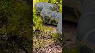 Big Anaconda found in the jungle #vfx #sbvfx #shorts #snake #python #snakes #anaconda #bigsnake