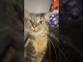 My Cat Dancing