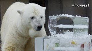 ホッキョクグマに氷のプレゼント~ララの食べ方に注目