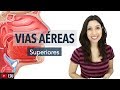 Sistema Respiratório 2/6: Vias Aéreas Superiores