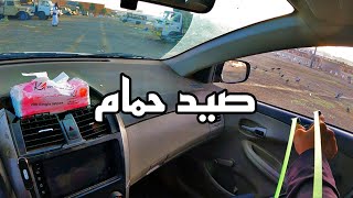 صيد حمام