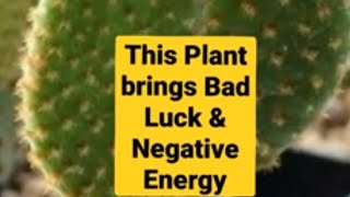 🌵This Plant Brings Bad Luck,Poverty And Negative Energy In Life🌵Cactus🌵Feng Shui Tips🌵Vastu tips