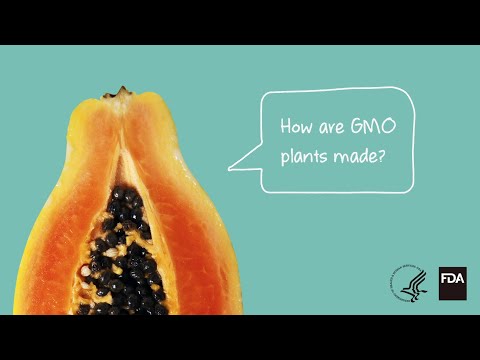 What is the process of making a GMO?