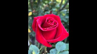 The Rainy Day Effect (Finding Hope After the Storm)
