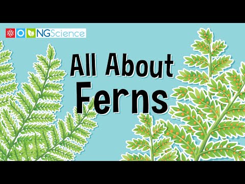 How do the spores of conifers differ from those of mosses and ferns?