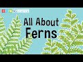 All About Ferns