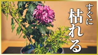 【枯れちゃう】生け花を1日でも長く楽しめる技を紹介！