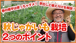 家庭菜園で大人気！秋ジャガイモの育て方重要ポイント！植え付け・芽出し・種芋・秋ジャガポイント徹底解説！【農園ライフ】