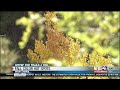 Hittin’ the Trails: Finding fall colors on Mount Lemmon