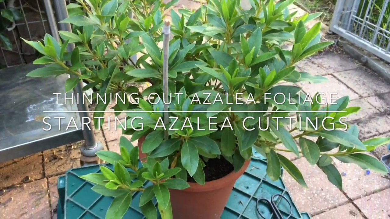 Azalea's How To Prune & Propagate - YouTube