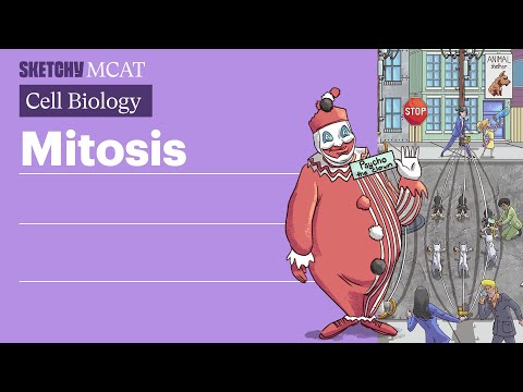 What are 3 types of cell division?