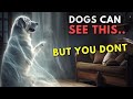 20 Things Your Dog Can See & Feel But YOU CAN'T | The Sixth Sense of Animals