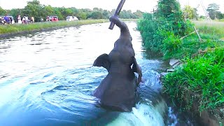 Drowning and swept elephant stranded in river rescued | Wildlife | Animals