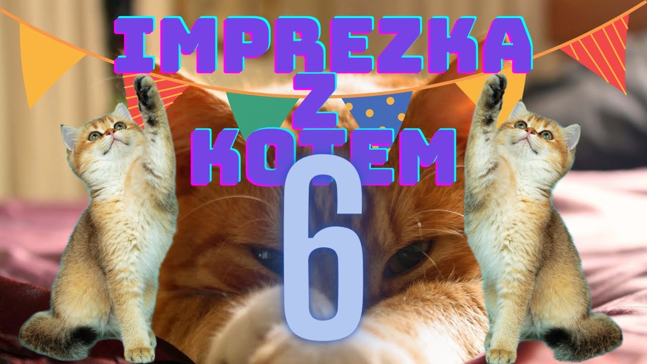 Imprezka Z Kotem 6 - YouTube