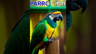 Pet Animals Name in English and Hindi #short, #shorts